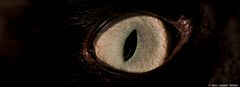 cat´s eyes I