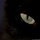 cat´s eyes II