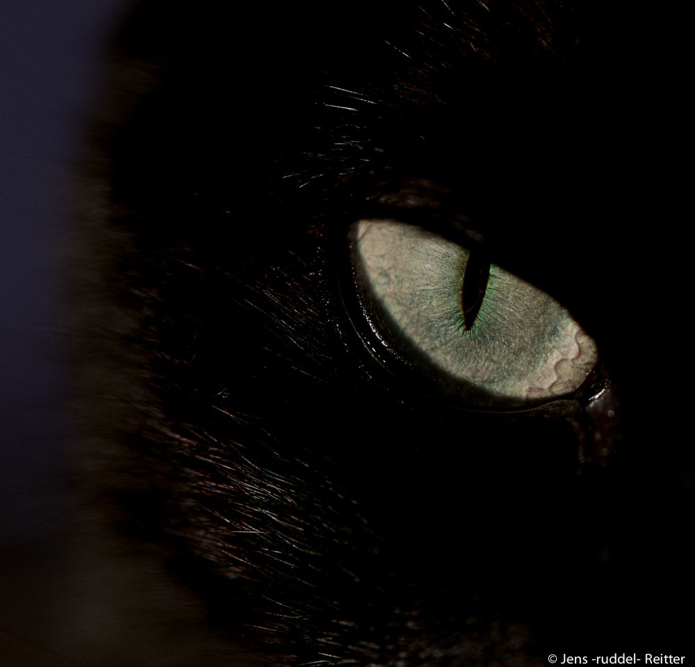 cat´s eyes II