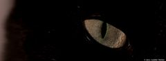 cat´s eyes III