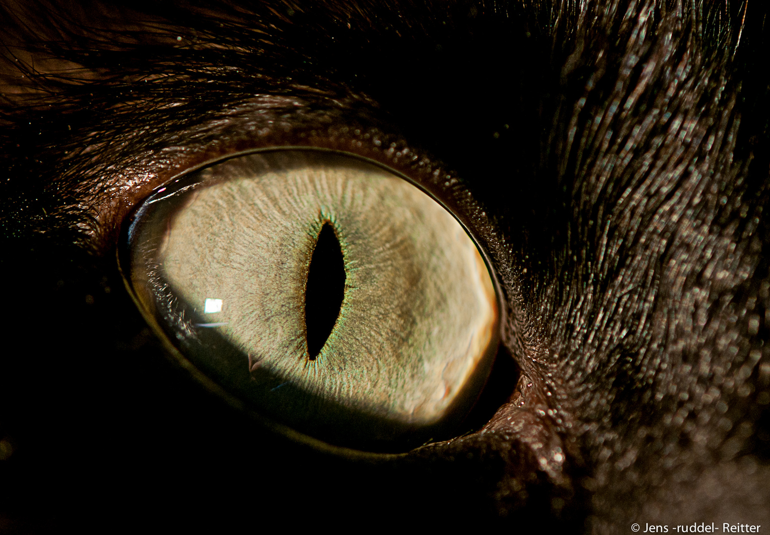 cat´s eyes IV