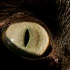 cat´s eyes IV