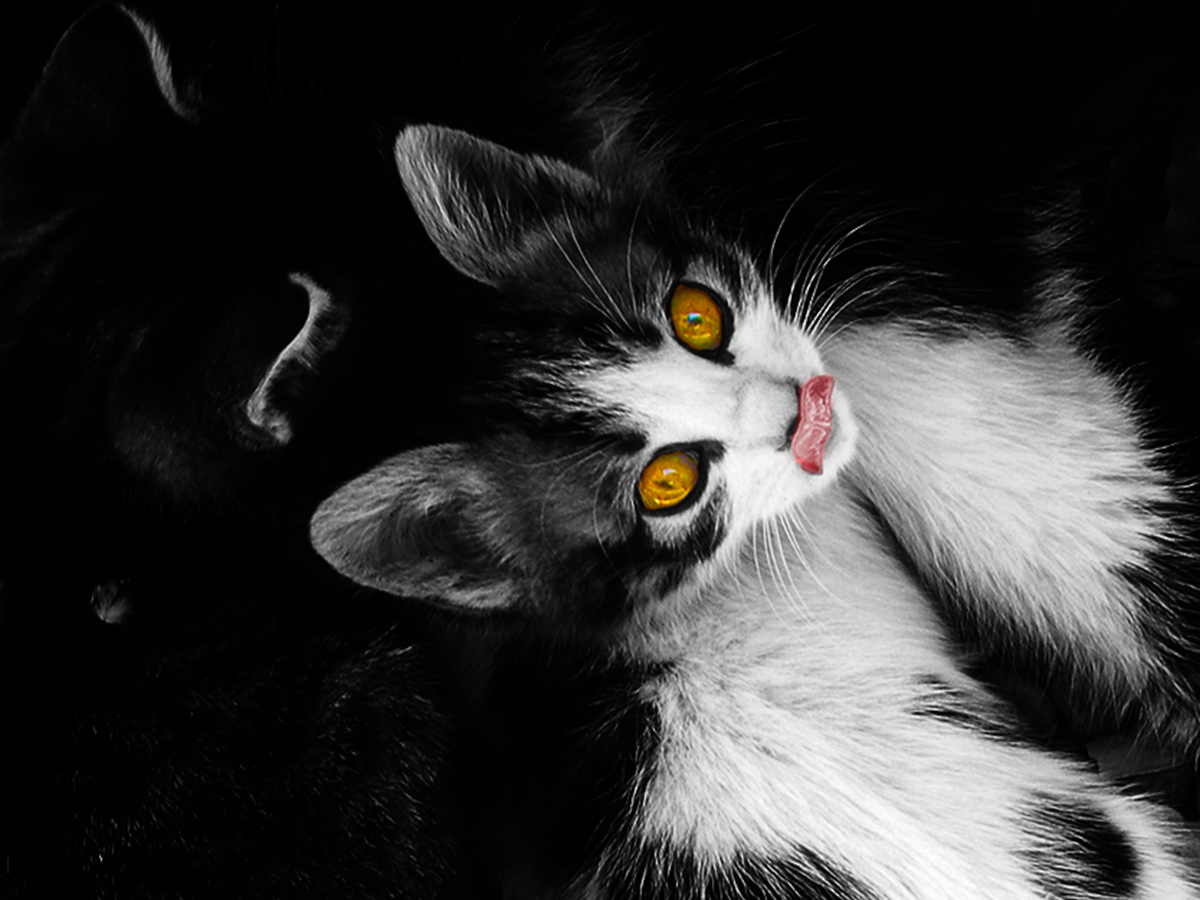 Cat´s eyes (The mockery)