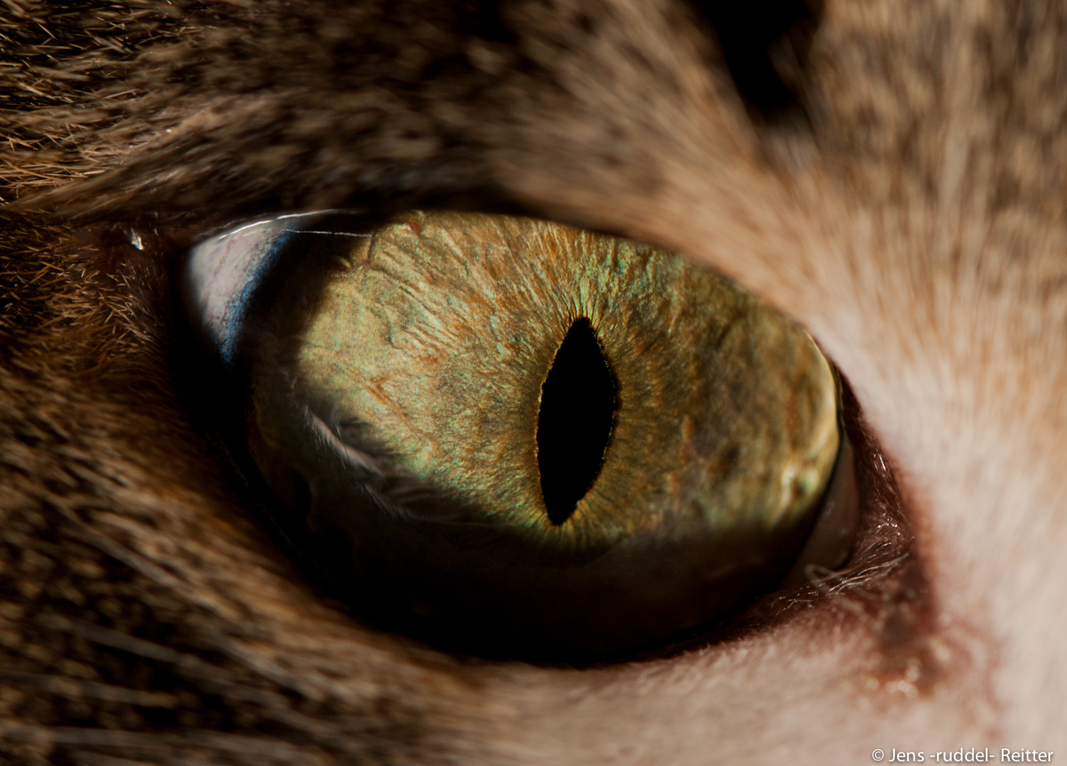 cat´s eyes V