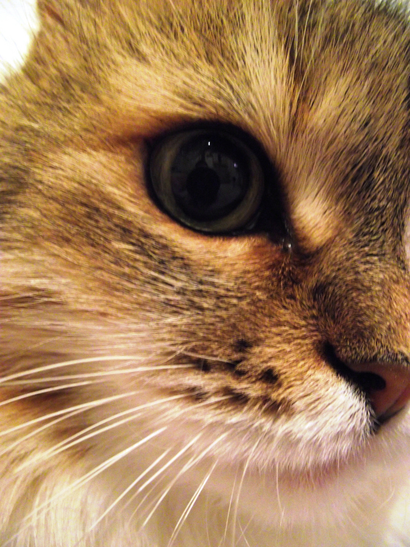 cat's face