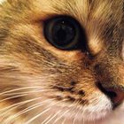cat's face