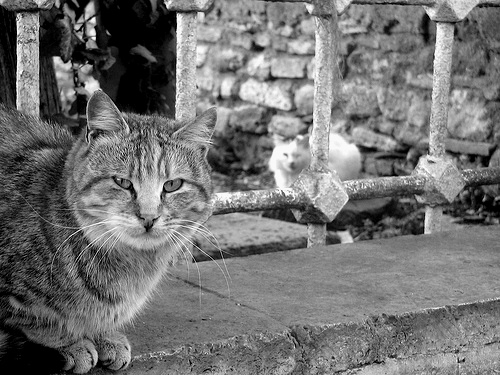 Cats from Istanbul/Turkey