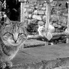 Cats from Istanbul/Turkey