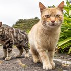 Cats from Madeira #1