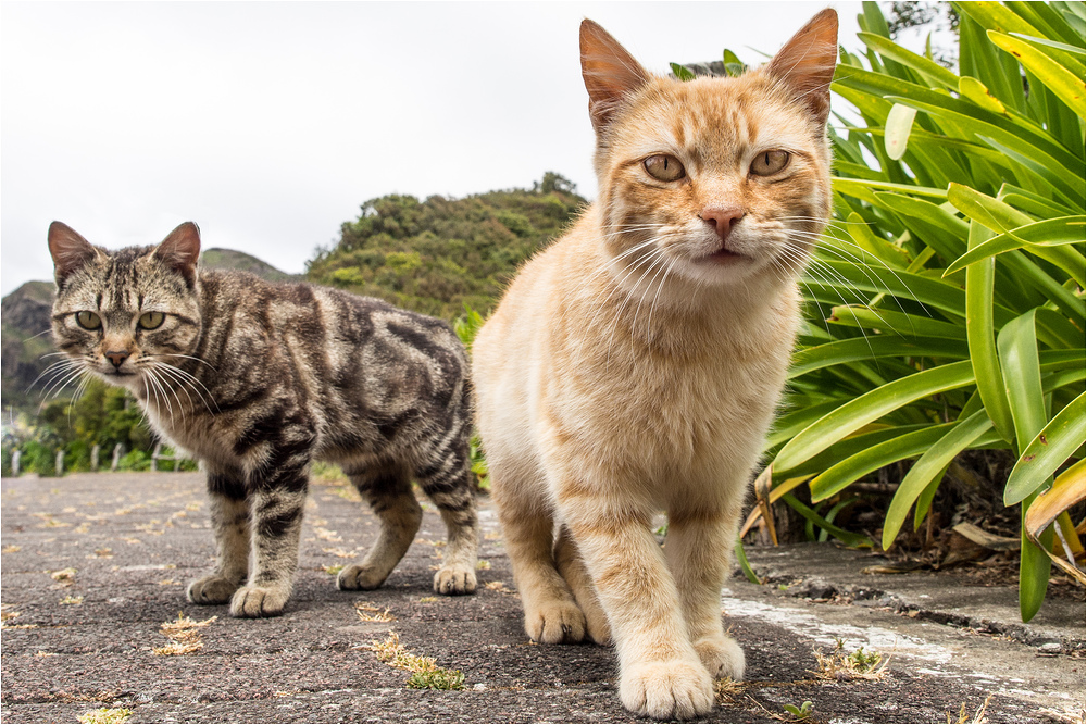 Cats from Madeira #1