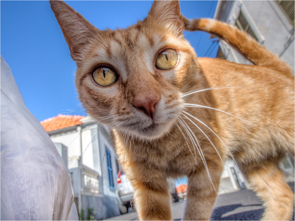 Cats from Madeira #2