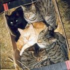 Cats in a box