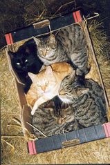 Cats in a box