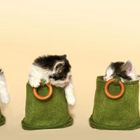 cats in bags