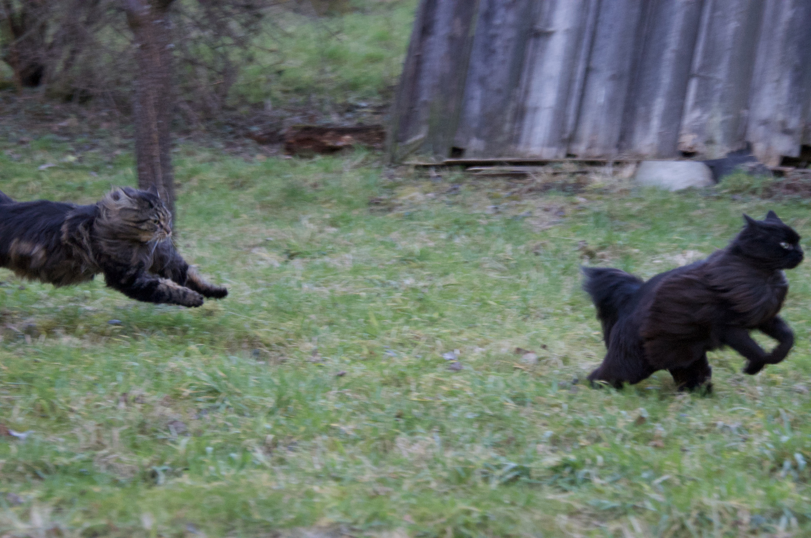 cats in flight