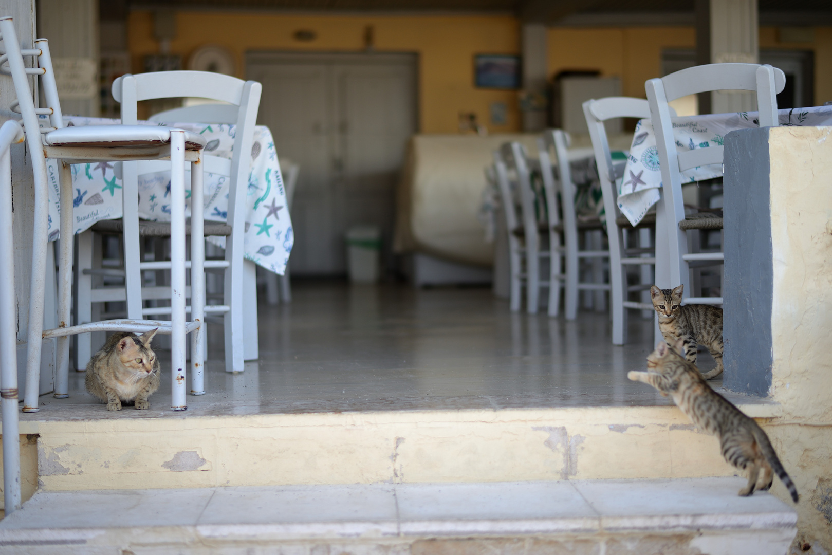 Cats in front of the restaurant