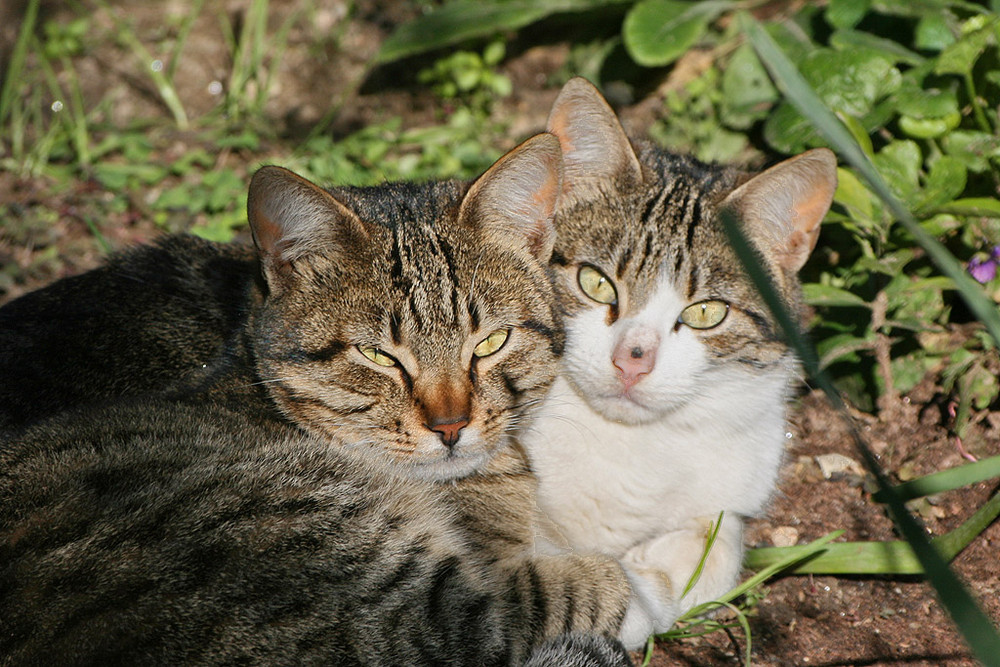 Cats in the cold