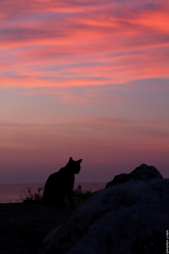 Cats in the shadows