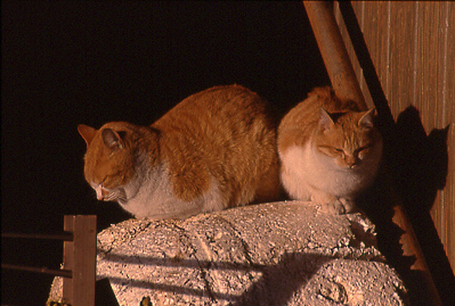 Cats in the sun