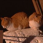 Cats in the sun