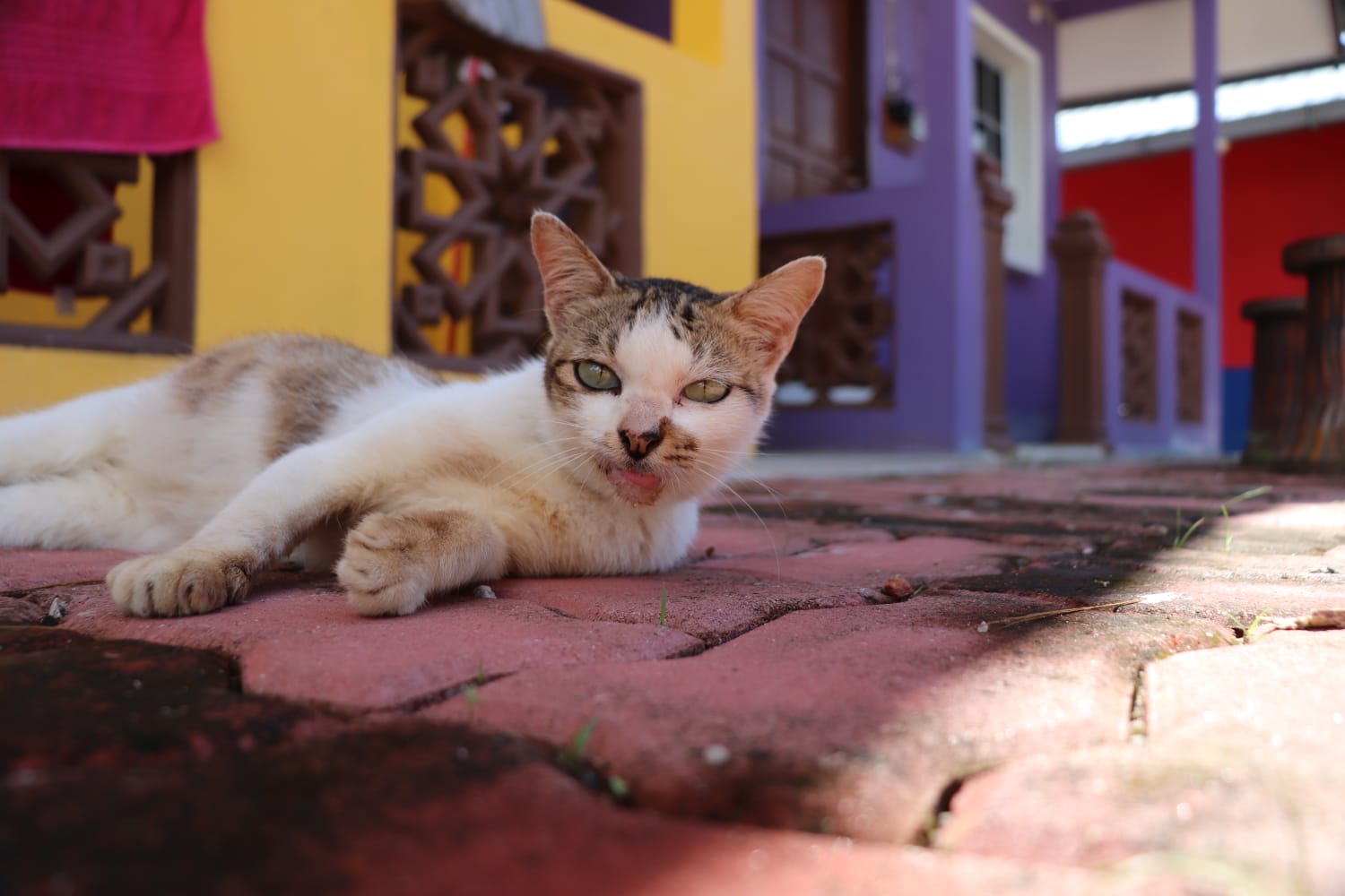 cats like sand at the ocean