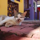 cats like sand at the ocean