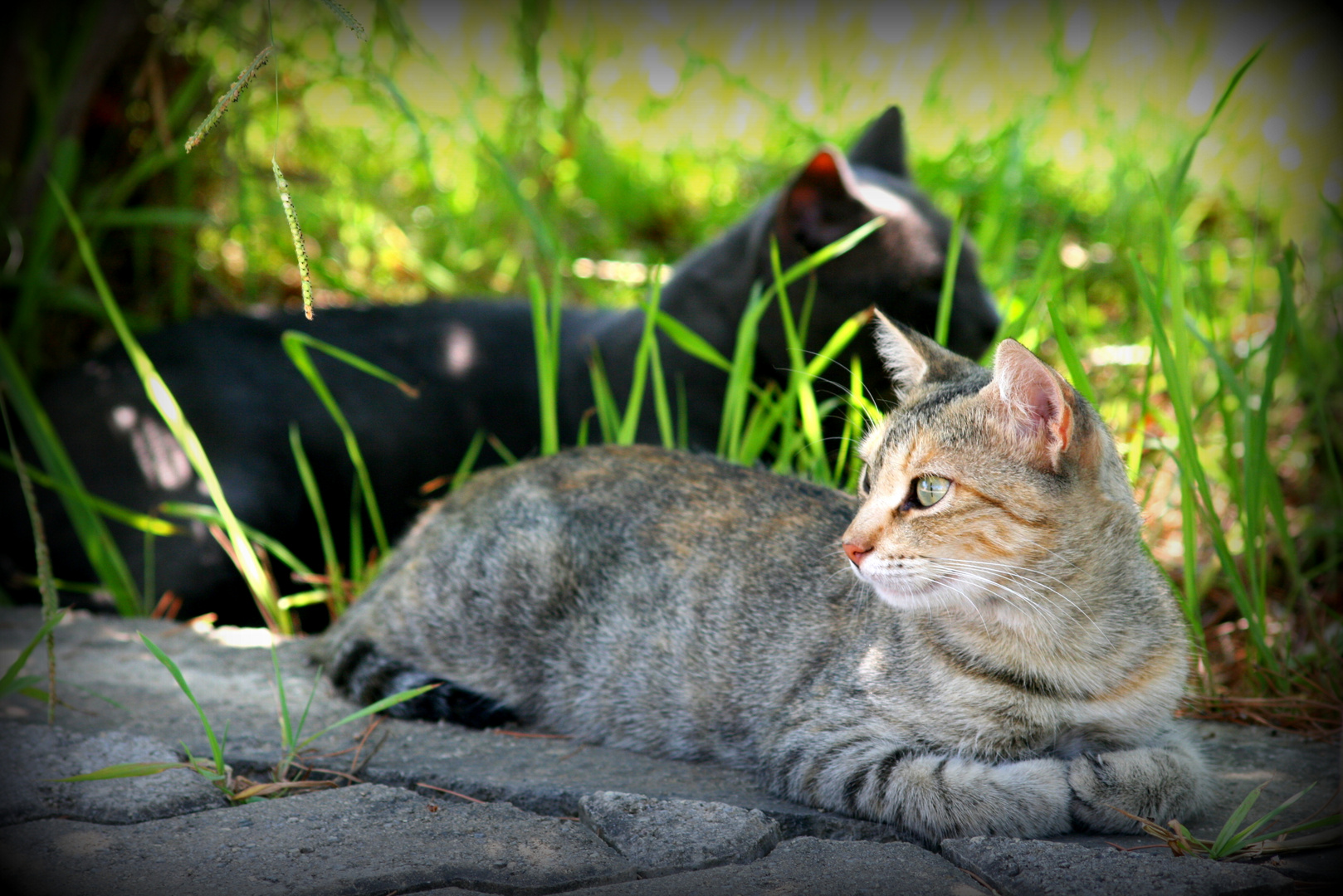 ...cat´s love at corfu...