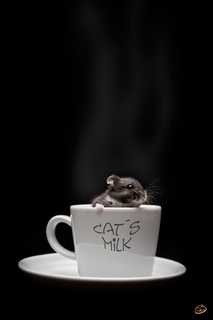 Cat´s Milk