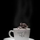 Cat´s Milk