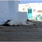 cats of greece