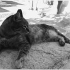 cats of greece