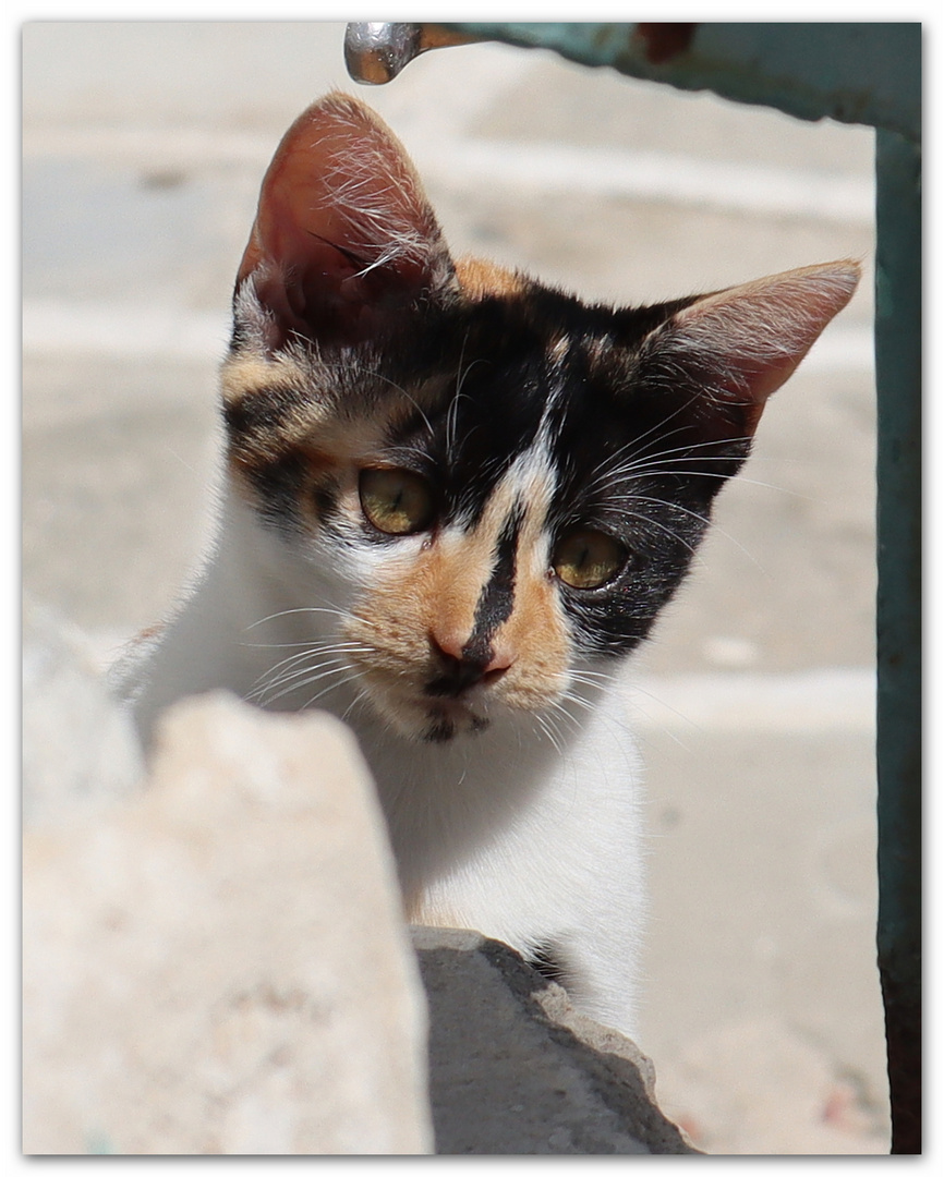 cats of greece