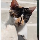 cats of greece