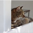 cats of greece