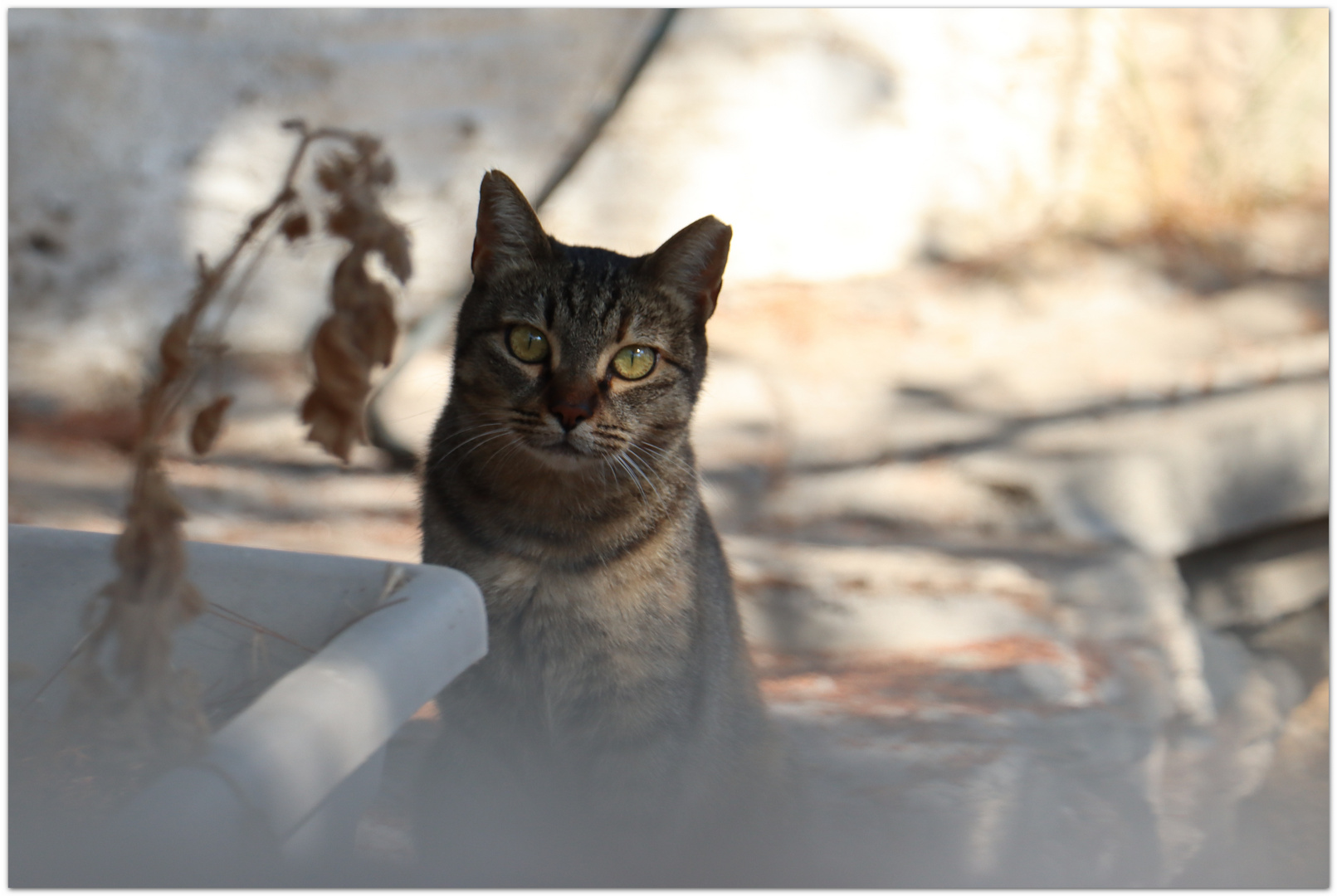 cats of greece