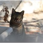 cats of greece