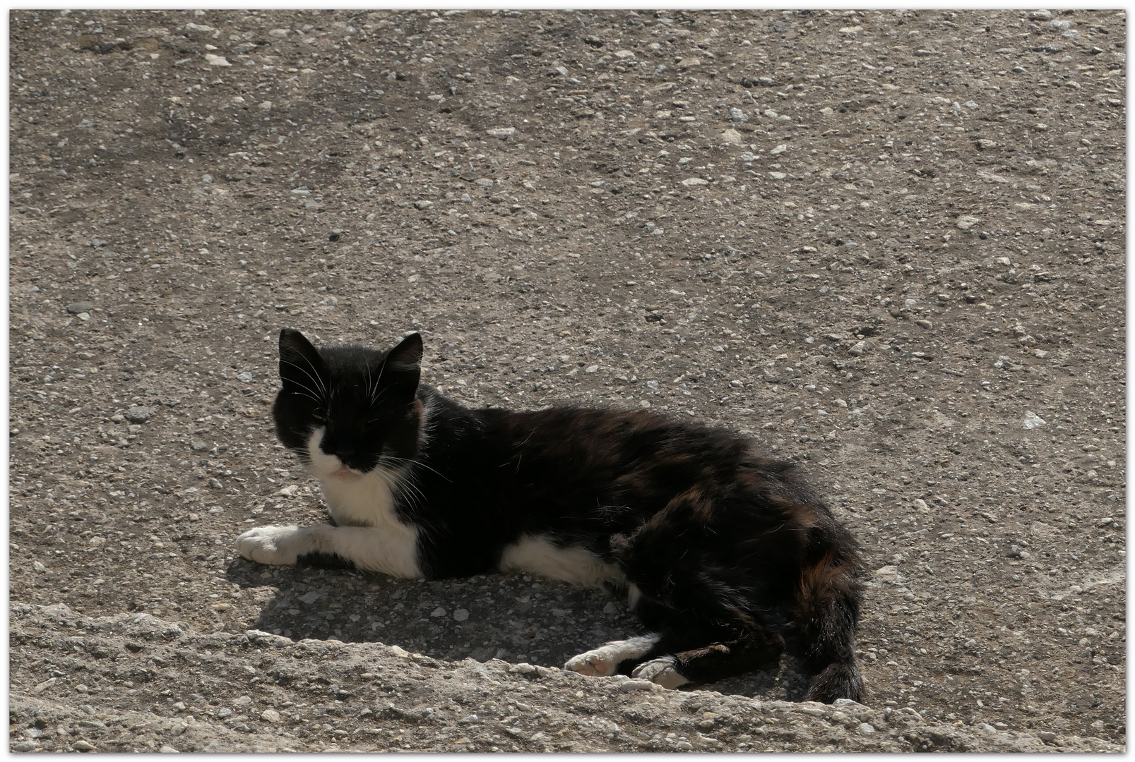 cats of greece