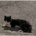 cats of greece