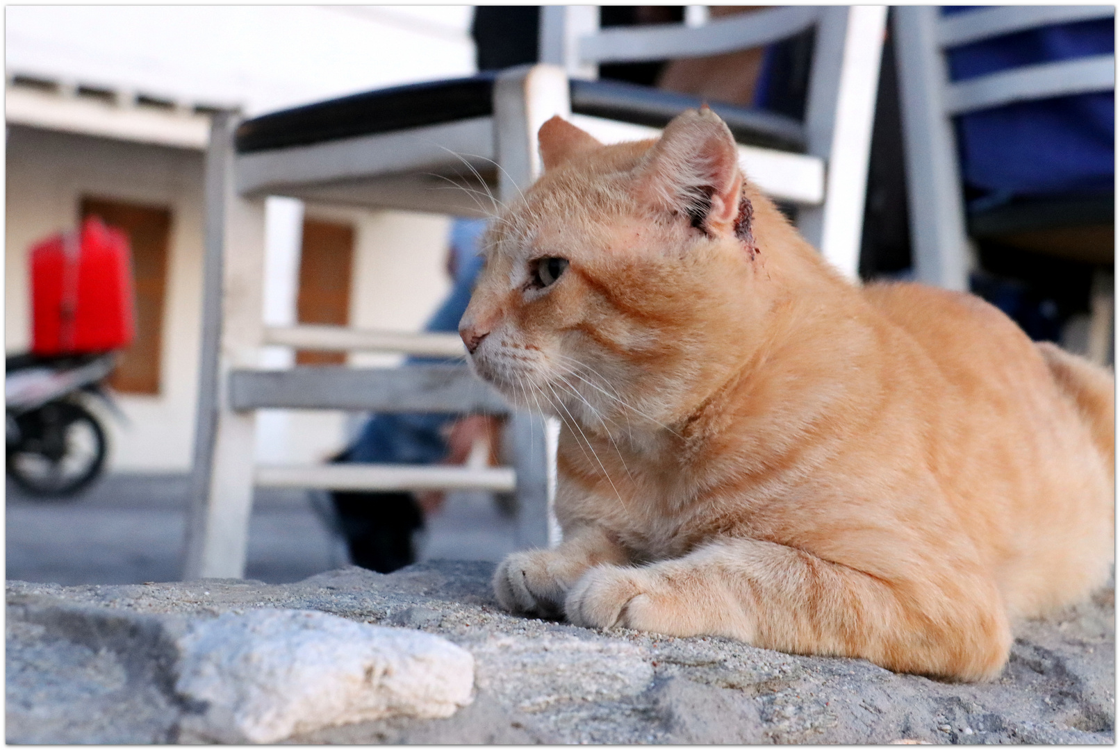 cats of greece