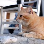 cats of greece