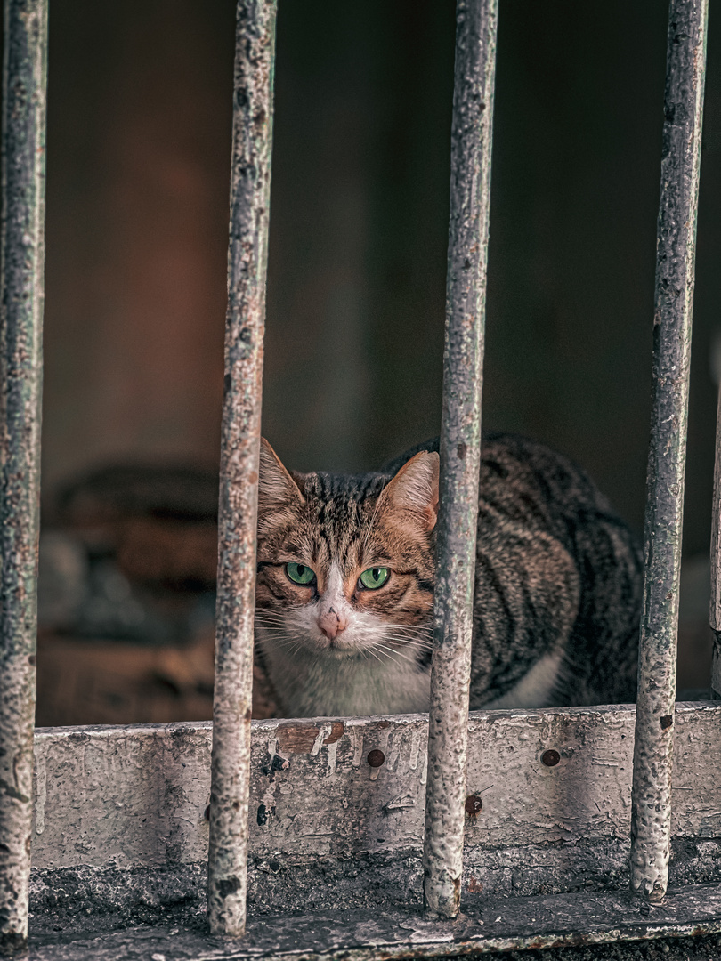 Cats of Istanbul 