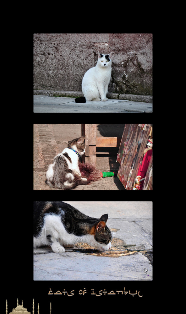 Cats of Istanbul