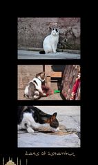 Cats of Istanbul