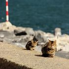 Cats of Istanbul