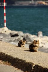 Cats of Istanbul