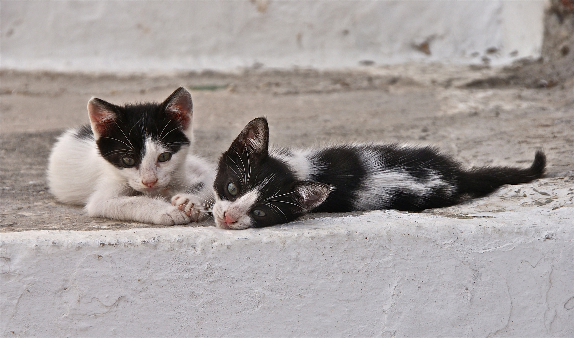 cats of karpathos III