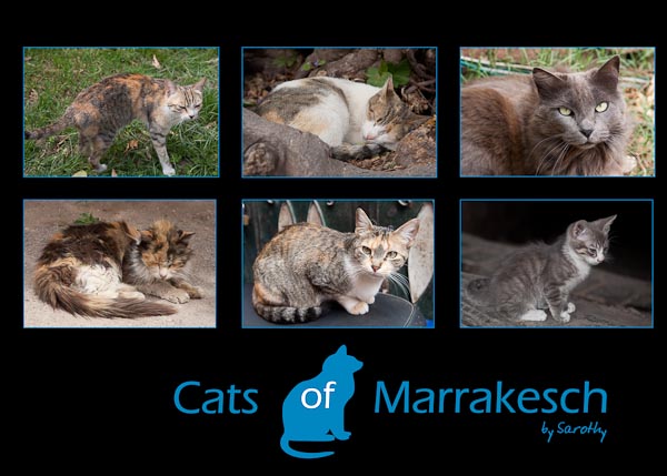 Cats of Marrakesch