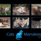 Cats of Marrakesch