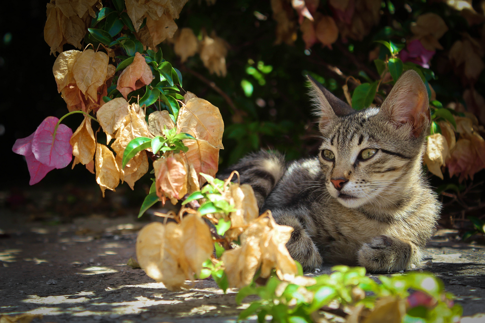 Cats of Montenegro