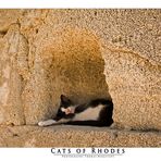 Cats of Rhodes No. 1